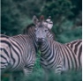 Two zebras standing in a lush, green landscape.